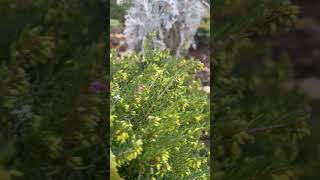 Erica vagans🌿🤔plants💚ukraine 🌱nature 🍀garden🌸vlog [upl. by Lareine]