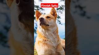 Finnish Spitz Dog Personality and Behavior [upl. by Pippas]