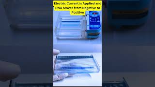 Agarose Gel Electrophoresis AgaroseGelElectrophoresis DNAGelElectrophoresis DNASeparation [upl. by Inor541]