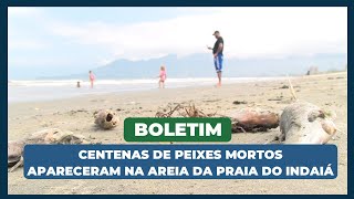 CENTENAS DE PEIXES MORTOS APARECERAM NA AREIA DA PRAIA DO INDAIÁ [upl. by Patrizio303]