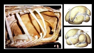 Ruminant Stomach  Rumen  Splanchnology  ANATOMY by Dr Nidhi Gupta  NDVSU  1st Year Lecture [upl. by Marlette]