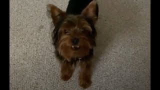 Yorkshire Terrier barking and calling to play [upl. by Nylanaj]