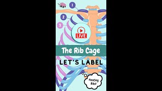 Rib Cage  Lets Label Anatomy [upl. by Lindley943]