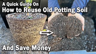 How to Reuse Old Potting Soil for New Plants Instantly and Save Money on Potting Mix [upl. by Oj]