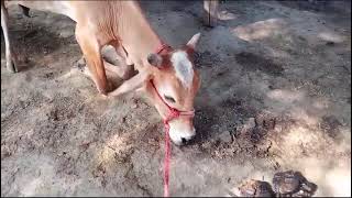 Hypocalcemia hypothermia nervousness cow staggered goatfarming [upl. by Hobart745]