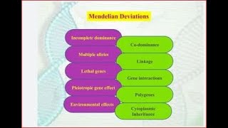 Codominance Pleiotropy Multiple alleles amp Polygenic inheritance [upl. by Nomyad156]