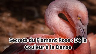 Le flamant rose The pink flamingo [upl. by Bosch]