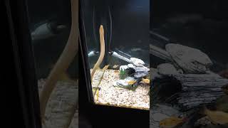 Sons Rope Fish out cruising around ropefish fish aqarium aquariumfish tigerbarb barbs [upl. by Eiramlatsyrk218]