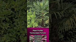 Plant Profile Trachycarpus Fortunei [upl. by Naima698]