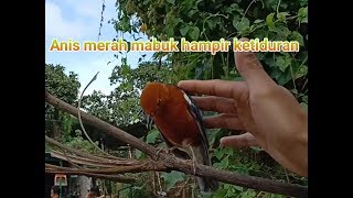 Kicau anis merah di alam bebas orange headed thrush sound [upl. by Ephrayim]