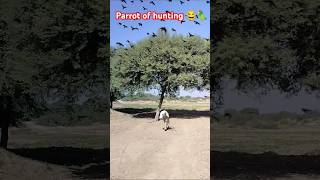 New technology bird parrot of hunting 😂🦜parrot birds humorfarmingtoys airsoftnewtechnology [upl. by Nnahtur475]