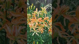 a look at all the tiger lilies blooming [upl. by Rennug]