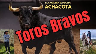 Los Toros Bravos de Arequipa peru lugaresturisticos chivay cañondelcolca [upl. by Stone]