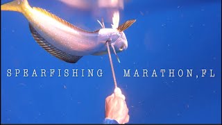 SPEARFISHING in Marathon FL  Sept 2021 [upl. by Heimlich]