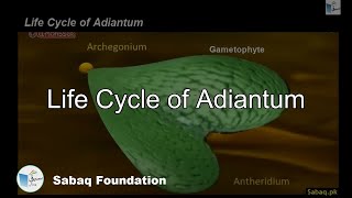 Life Cycle of Adiantum Biology Lecture  Sabaqpk [upl. by Comptom719]