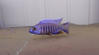 MALAWI CICHLIDS AULONOCARA TURKIS [upl. by Fanestil318]