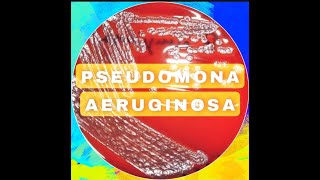 infecciones causadas por pseudomona aeruginosa [upl. by Caldera510]