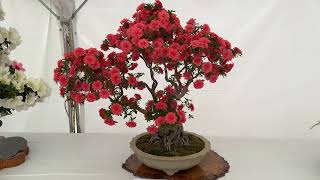 Bonzai Display of Azalea flower in Satsuki Festival held in Ueno Park [upl. by Gothurd]