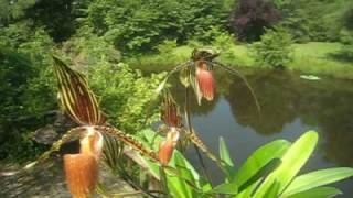 Paphiopedilum Susan Booth elegant slipper orchid in full bloom [upl. by Yrojram]