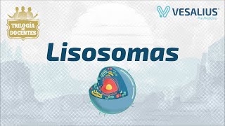 LISOSOMAS [upl. by Vanzant]