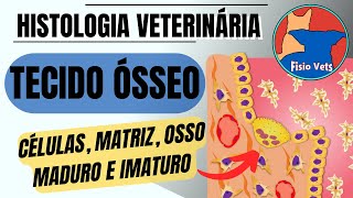 Histologia do Tecido ósseo células matriz osso maduro e imaturo  Medicina Veterinária [upl. by Imoyik]