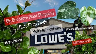 Big Box Store Plant Shopping Multiple Locations Lowes Monstera Thai Constellation Clearance Hunt [upl. by Fredenburg841]