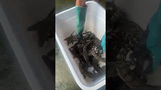 Small crocodile seedlings Artificial breeding delivery Crocodile seedlings [upl. by Kassab374]