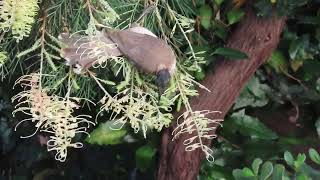 Noisy Friarbird feeding on Grevillea [upl. by Notniuqal338]