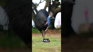 birds cassowary animals didyouknow information facts oddity wonderful ostrich casuarius [upl. by Dayir]