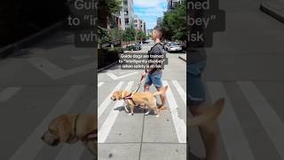 Guide dog helps blind man cross a street shorts [upl. by Hcra144]