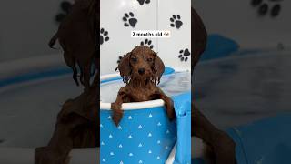 3 months of a puppy’s swimming journey 🐶🐾🛁 puppy asmr asmrsounds dog viralshorts [upl. by Allveta]