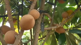 frutífera produzindo em vaso fruta do milagre mamey Cambuci jabuticaba grumixima Sapoti acerola Okin [upl. by Jala708]