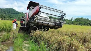 combine padi yanmar yh850 full HD [upl. by Snashall]