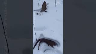 Drone captures rare moment a moose sheds its antlers in a forest shorts [upl. by Sackey442]