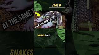 Two Headed Snakes Rare But Real facts snake history wildlife ytshorts trending snakevideo [upl. by Naerad220]