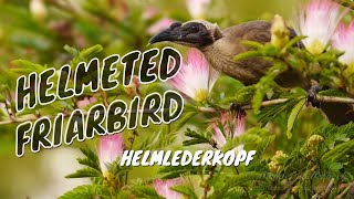 Helmeted Friarbird Philemon buceroides  Helmlederkopf 1 [upl. by Aelam]