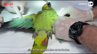 Implante de penas devolve a capacidade de voo das aves [upl. by Atilrep620]