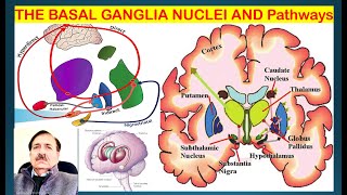 THE BASAL GANGLIA NUCLEI AND ITS Pathways Lectures by Dr Alamzeb [upl. by Tsiuqram]