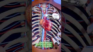 How to pacemaker work facts heartdoctor anatomy cardiachealth cardiovascularhealth science [upl. by Lrac]