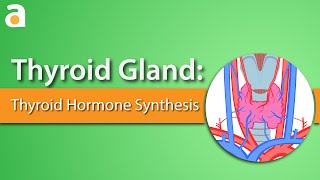 Thyroid Gland Thyroid Hormone Synthesis [upl. by Ettenyar319]