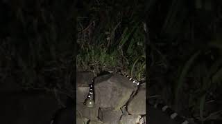 BandyBandy  bandybandy snake australia nocturnals [upl. by Anaitat647]