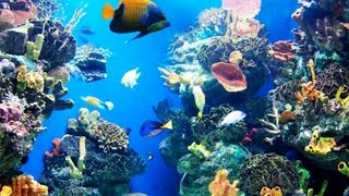 How to Pick Fish for a Fish Tank  Aquarium Care [upl. by Kindig]