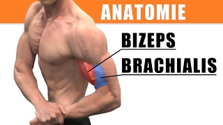 Anatomie Bizeps  richtiges Bizepstraining  Bizeps dehnen [upl. by Tanitansy]