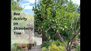 Bee Activity on Strawberry Tree Arbutus unedo Compacta [upl. by Anaihk]