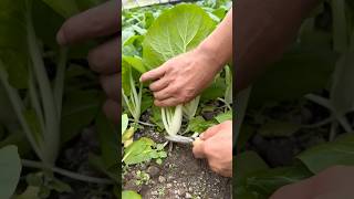 Harvesting fresh bok choy process [upl. by Atsejam189]