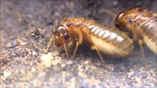 Macrotermes Termites [upl. by Mic]