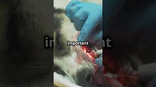 Does dogs teeth fall out and grow back  animaladaptations animals animalfacts [upl. by Malkin]