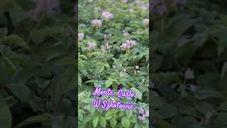 Monte Carlo w Szkotowie seedpotatoes viral dc farming agriculture [upl. by Pantia]