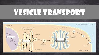 Vesicle Transport within Cells  Cell Biology [upl. by Ahtan]