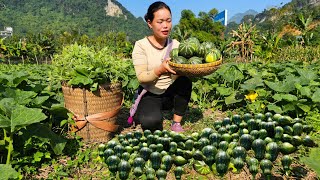 Harvesting Young Squash to Sell at Market and How to Make Delicious Steamed Squash  Trieu Mai Huong [upl. by Nomsed]